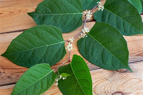 Map exposes 'riskiest' uk locations to buy a home. What you need to know about Japanese knotweed - Confused.com