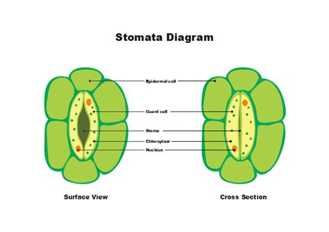 Plants are unique among the eukaryotes, organisms whose cells have like the fungi, another kingdom of eukaryotes, plant cells have retained the protective cell wall structure of consequently, they also possess roots, stems, and leaves, representing a higher form of organization. Free Stomata Diagram Templates