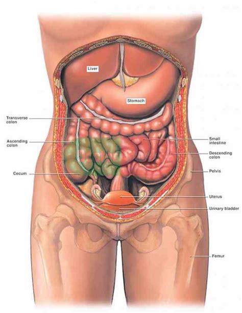 Female reproductive system anatomy ovaries. Female Body Organs Diagram Anatomy | MedicineBTG.com