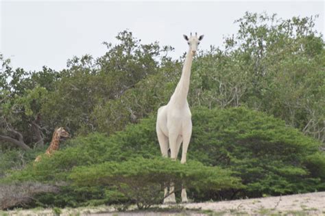 How long can a camel live? How this giraffe lost its spots, and other tales of ...