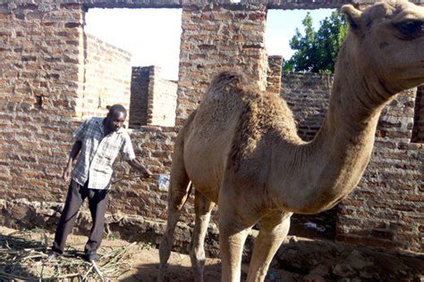 It is also useful in making hair laboratory tests indicate that camel's urine contains potassium, albuminous proteins and small amounts of uric acid, sodium and creatinine. Villagers in Arubaine, Busia in Eastern Uganda have ...