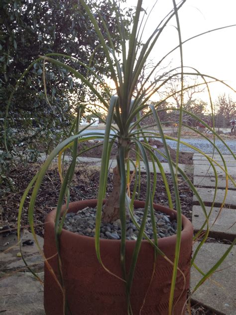 Columnar, clustering cactus grows to 15' tall. Hendersons' Habitat: Succulent carnage, part 1 of 3 - the ...