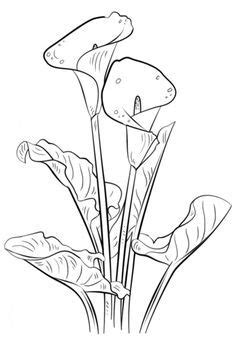 Check spelling or type a new query. Calla Lily Coloring page from Lilies category. Select from ...