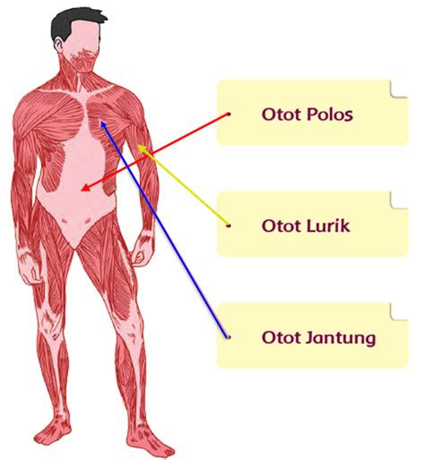 Agar lebih menarik, berikut ilustrasi atau gambar beberapa nama bagian tubuh manusia dalam bahasa inggris. Macam-Macam Otot Manusia | Mikirbae.com