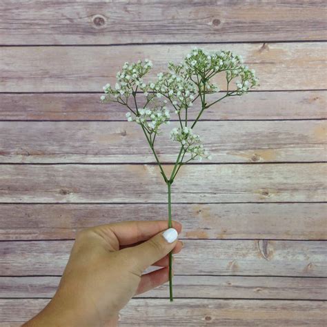 The pacifier is made up of three parts: How much baby's breath do I need?