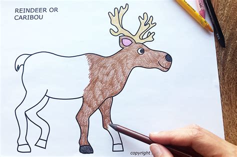 To clarify the list of pictures that you see: Caribou or Reindeer | Free Printable Templates & Coloring ...