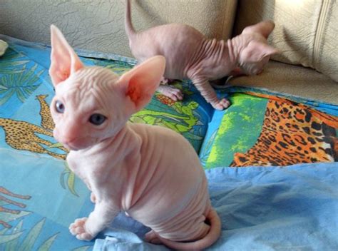 Cute hairless cat sphynx cat cool cats kittens cute baby cats cute baby animals crazy cats baby cats cute cats. Sky and Wendy - Sphynx Kitten for sale in Chicago ...