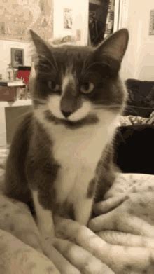 She's been doing this for 4 or 5 months now, and it's not a hairball because nothing comes up. Hungry Cat GIFs | Tenor