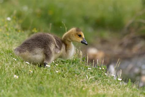 Oldenburg, germany kanadagänse (branta canadensis) auf dem wasser. Kanadagans Foto & Bild | wasser, frühling, teich Bilder ...