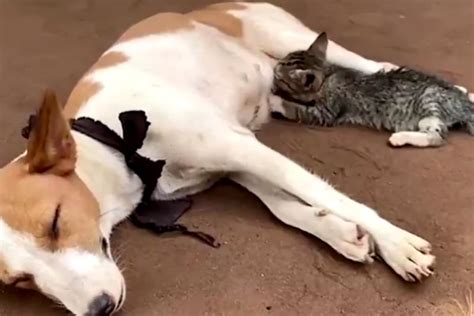 WATCH: Heartening Video of Kitten Feeding on a Nursing Dog in Nigeria ...