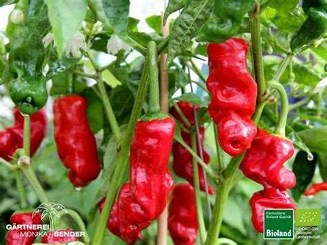 A Peter Pepper (Capsicum annuum) é também conhecida como ...