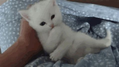 I found this cleansing spray bottle recipe. cute kitty gifs | WiffleGif