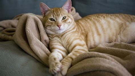 Every cat has its own shedding pattern and you will get an idea about it if you keep a close eye on your pet since day 1; Spring Shedding: What To Do When Your Cat Loses Their ...