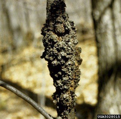 Lorsque les yuccas présentent des taches marron et noir c'est une maladie : Champignon du nœud noir - traitement de la maladie du nœud ...