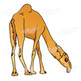 All of these camel head resources are for free download on pngtree. Abeka | Clip Art | Camel—with head down