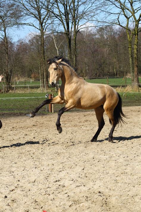 See more ideas about andalusian horse, andalusian, horses. Pin by Joanna on Beautiful HORSES | Andalusian horse, Most ...