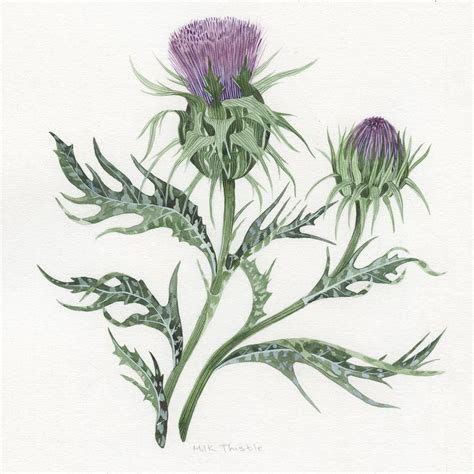 824 best thistle flower free brush downloads from the brusheezy community. Milk Thistle painted for @sohohouse magazine. # ...
