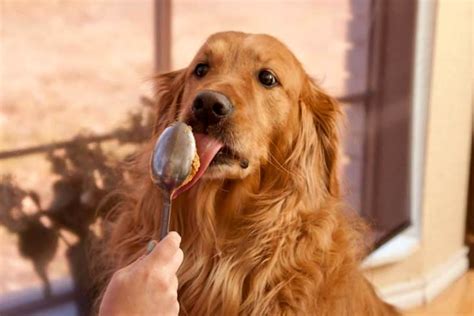 Almonds are safe for dogs, but many dogs have difficulty digesting them. Can Dogs Eat Peanut Butter? - MUST READ - Chew Chew Treats