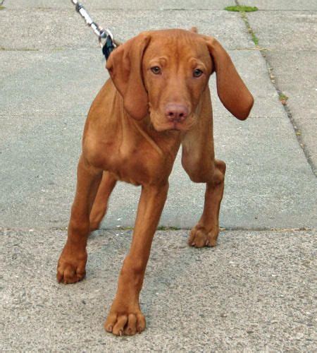 The two biggest factors being breeder quality. Vizsla miniature - 15 free HQ online Puzzle Games on ...