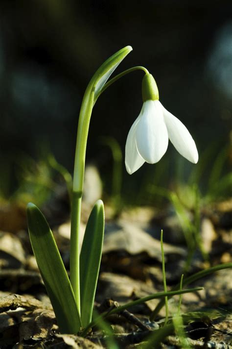 A snowdrop is a small white flower which appears in the early spring. Snowdrop wallpapers, Earth, HQ Snowdrop pictures | 4K ...