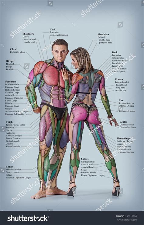 Intermediate back muscles and c. Anatomy of male and female muscular system - anterior ...