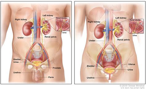 The kidneys, protected by the lower ribs, lie in shallow depressions against the posterior abdominal wall and behind the parietal peritoneum. Hematuria (Blood in the Urine) | NIDDK