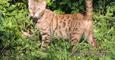 Kucing bengal merupakan jenis kucing eksotis yang merupakan hasil persilangan antara kucing asian leopard dengan kucing biasa (kucing domestik). JUAL KUCING BENGAL