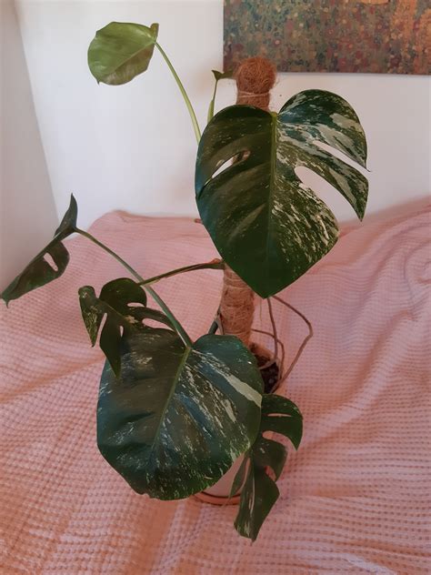 Topstikling, monstera variegata (albo borsigiana), solgt | pladsen er trang, så denne dame har lige fået en klipning. MONSTERA BORSIGIANA ALBO 'VARIEGATA' PLANTA - v ...