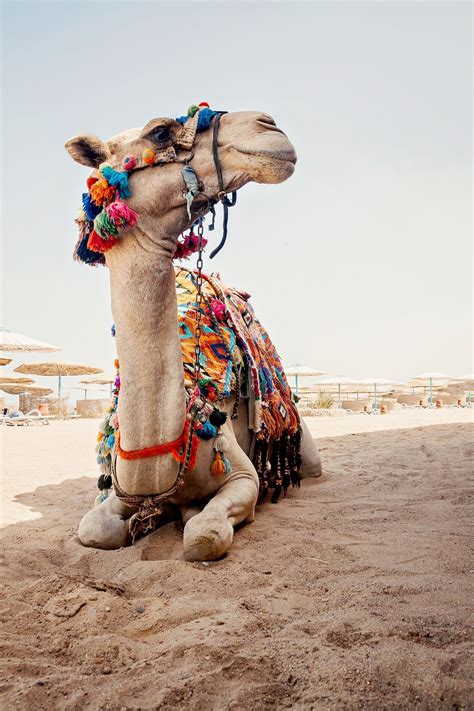 They have an unrivaled capacity to endure long periods without water (up to four or five days), and can carry very in this article, the camels and dromedaries of antiquity will be discussed. Pin on Africa & the Middle East: Top 25 Things to Do