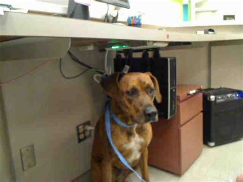 Here's what you need to bring to ensure the time you spend at the clinic is effective and. Boxer dog for Adoption in Rancho Cucamonga, CA, USA. ADN ...