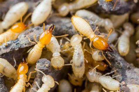 We are westchester county's trusted termite and pest control service. Why Do Termites Follow Ink? - Vulcan Termite & Pest Control