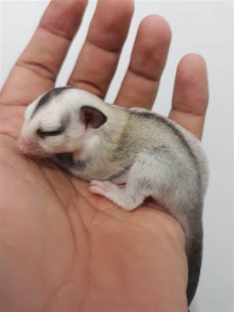 Forum sg mania tidak bertanggung jawab apabila ada yang menggunakan nama sg mania pada dagangannya baik di fjb kaskus ataupun diluar kaskus. Sugar Glider Bonding, ini prosesnya #2 - Srigati Sugar Glider