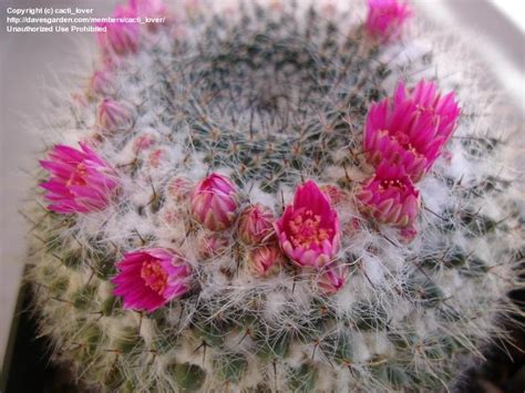 There's a love that i dream of at night,when i'm home by the fireside of thought.after her, all the rest don't seem right.you should feel all the goodness she's brought. PlantFiles Pictures: Old Lady Cactus (Mammillaria hahniana ...