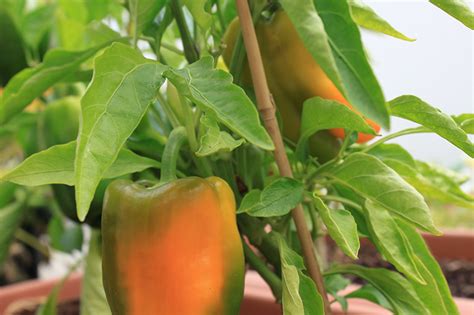 Add pure ground black pepper, made from premium peppercorns for flavorful meals. How To Grow Peppers | THE JOY BLOG