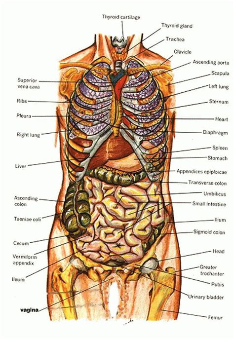 Human anatomy diagram abdomen article. Humans Reproductive System Real Image Real Female ...