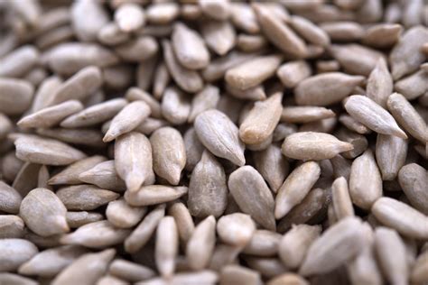 When the back of the sunflower head turns from green to yellow to brown, the seeds are ready to harvest. Lightly Sea Salted Dry Roasted Sunflower Seed Kernels ...