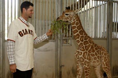 Brandon first appears in the documentary around late 2018 and it seems like they broke up in june 2019. Baby Giraffe Meets Brandon Belt, Or Vice Versa | Baby ...