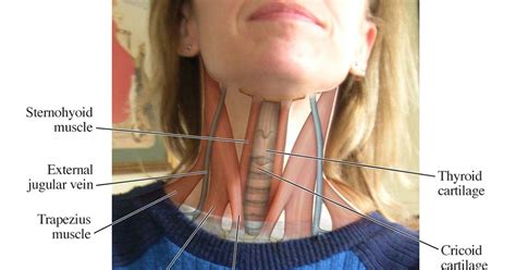 Superficial muscles posterior view | the superficial. Up Close and Personal: Let H.A.F.A. Diagram YOUR Anatomy (With images) | Neck muscle anatomy ...