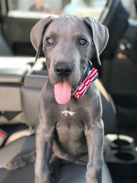 I have 6 males and 1 female. Memorial Day blue Great Dane puppy | Great dane puppy ...