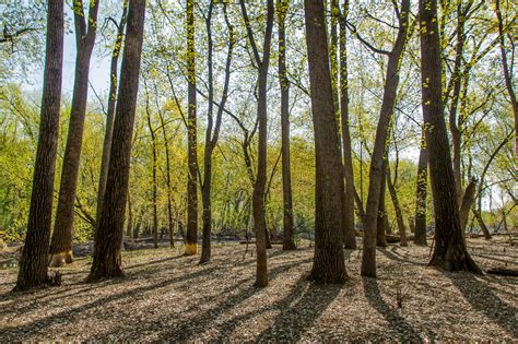 In the lower course, the river has a high volume and a large discharge. Saving Floodplain Forests | Audubon Minnesota