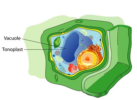 They grow by absorbing more water into the central vacuole. Vacuole