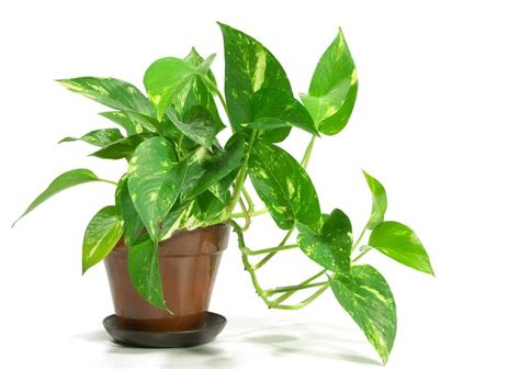 Not every houseplant requires a natural green thumb and extensive gardening expertise. Purify Indoor Air With House Plants, Expert Advice