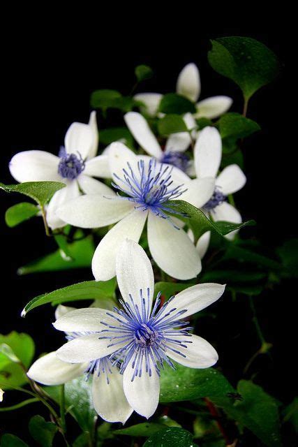 Maybe you would like to learn more about one of these? Clematis akoensis | Clematis, Flowers, Clematis flower