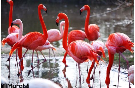 Maybe you would like to learn more about one of these? Flamingo Wall Mural