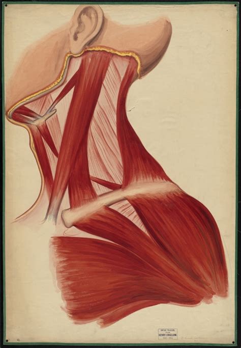 The pectoralis major, or chest muscle, is composed of both an upper and a lower portion, and most guys need to do exercises that emphasize the women, on the other hand, often don't train their chest muscles seriously because they don't want muscular chests. Healthy Anatomy and Teaching Tools · Bigelow-Wallis and Warren-Kaula Teaching Watercolors ...