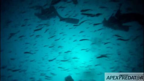 Lots of bass, perch and bluegill.gun: Charleston Scuba Diving the Y-73 with Lowcountry Scuba and ...