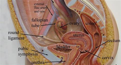 Get prepared for your anatomy exams: Diagram Internal Female Anatomy / Female Anatomy - Genitals | Sexual Health Australia - It has ...