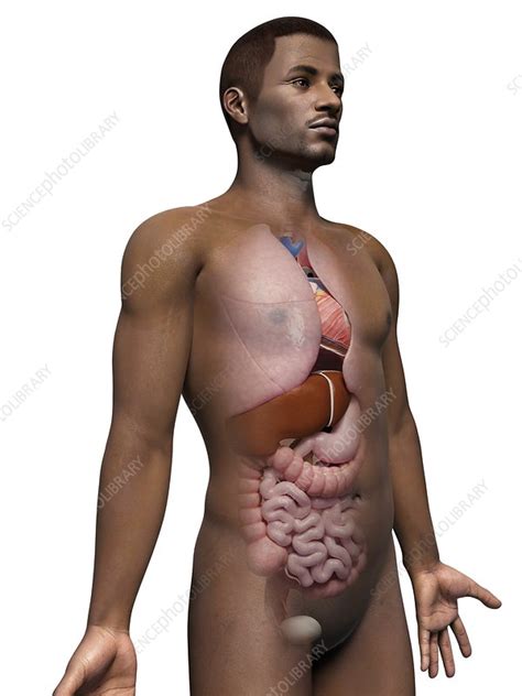 Advertisements help pay for this website. Male internal organs, illustration - Stock Image - F011 ...