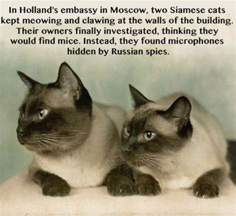 But hey, that's part of the fun, right? Odd Useless Facts That Will Probably Amuse You (30 pics ...