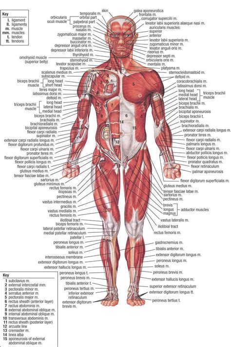A human's thumb is as long as his or her nose. Human Body Anatomy with Label - coordstudenti